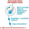 Royal Canin Medium Starter Mother&Babydog 15kg - kutya száraztáp