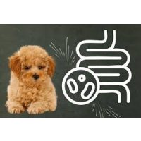 Emésztőrendszert támogató táplálékkiegészítő porok, granulátumok