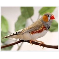 Táplálékkiegészítők