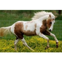 Sebápolás, fertőtlenítés, krémek