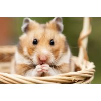 Immunrendszer, daganatos betegségek táplálékkiegészítői 