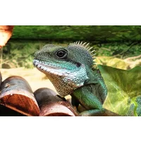 Hüllők, kétéltűek