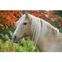 Takarmánykiegészítők