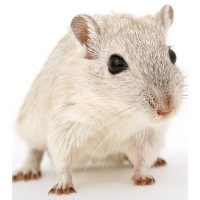 Egyéb táplálékkiegészítők