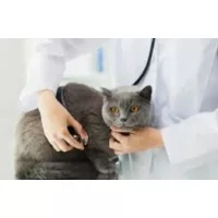 Emésztőrendszert támogató egyéb táplálékkiegészítők