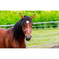 Élősködők elleni szerek - ló