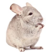 Emésztőrendszert támogató táplálékkiegészítők 