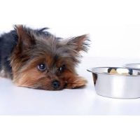 Egyéb emésztőrendszert támogató táplálékkiegészítők